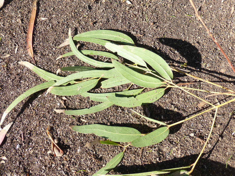 Imagem de Eucalyptus viminalis Labill.