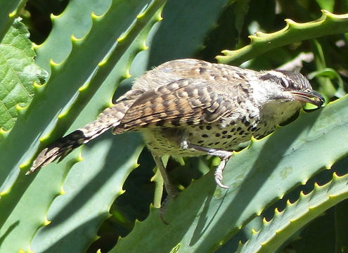 Image of Boucard's Wren