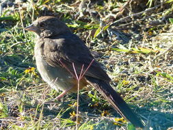 Image of Canyon Towhee