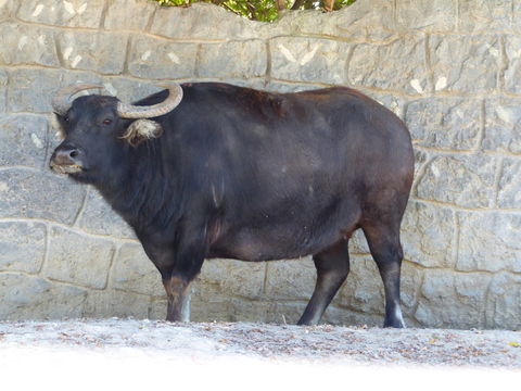 Image of Asian Water Buffalo