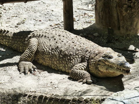 Image of Belize Crocodile