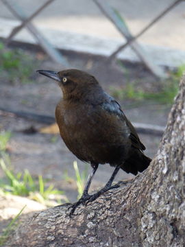 Image of Great-tailed Grackle