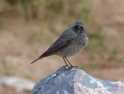 Image of Black Redstart