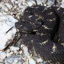 Image of Arizona Black Rattlesnake