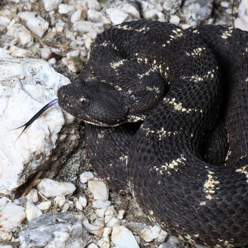 Слика од Crotalus cerberus (Coues ex Wheeler 1875)