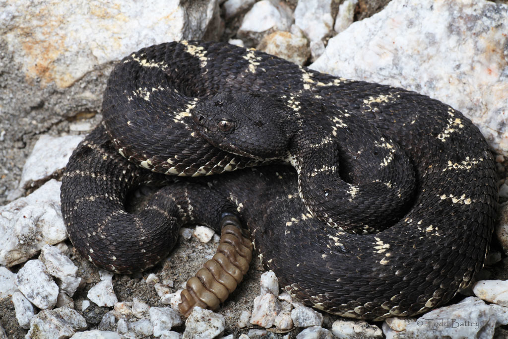 Image of Arizona Black Rattlesnake