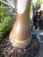 Image of Bottle Palm