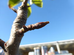 Image of japanese persimmon