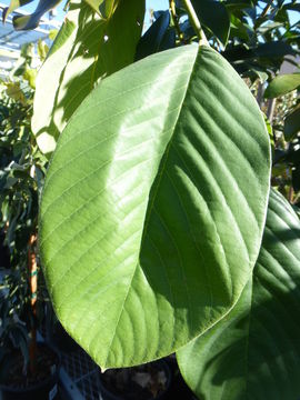 Image of cherimoya