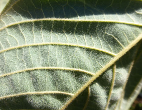 Image of cherimoya