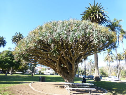 Image de Dragonnier des Canaries