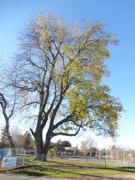 Image de Juglans californica S. Wats.