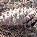Image of Cheer pine