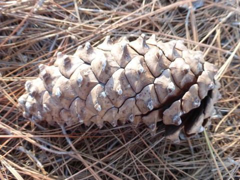 Слика од Pinus roxburghii Sarg.