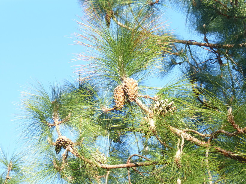 Image of Cheer pine