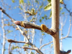 Image of California sycamore