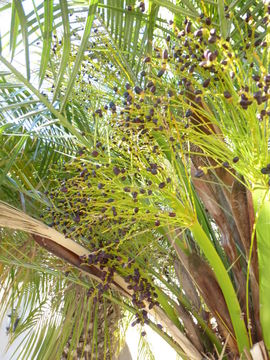 Image of pygmy date palm