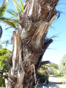 Image of Senegal date palm