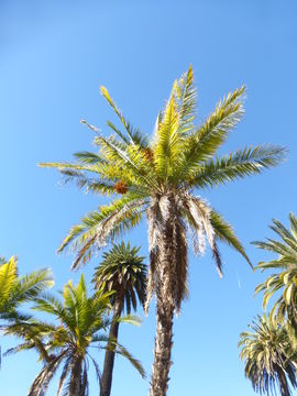 Image of Senegal date palm