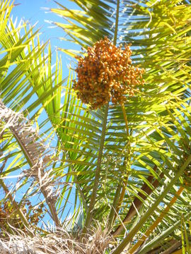 Image of Senegal date palm