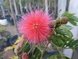 Imagem de Calliandra haematocephala Hassk.