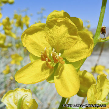 Image of desertsenna