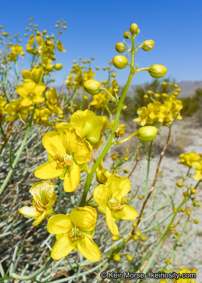 Image of desertsenna