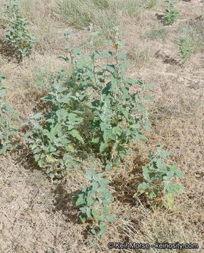 Image de <i>Sphaeralcea <i>emoryi</i></i> var. emoryi