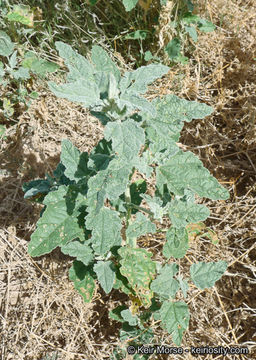 Imagem de <i>Sphaeralcea <i>emoryi</i></i> var. emoryi