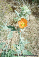 Image of <i>Sphaeralcea <i>emoryi</i></i> var. emoryi