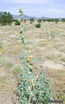 Image de <i>Sphaeralcea <i>emoryi</i></i> var. emoryi