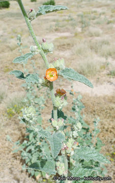 Imagem de <i>Sphaeralcea <i>emoryi</i></i> var. emoryi