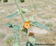 Image of <i>Sphaeralcea <i>emoryi</i></i> var. emoryi