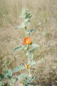 Imagem de <i>Sphaeralcea <i>emoryi</i></i> var. emoryi