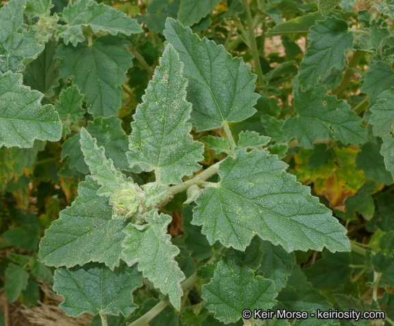 Image of <i>Sphaeralcea <i>emoryi</i></i> var. emoryi