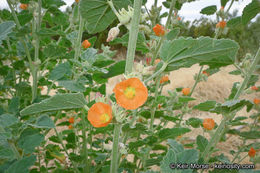 Image of <i>Sphaeralcea <i>emoryi</i></i> var. emoryi