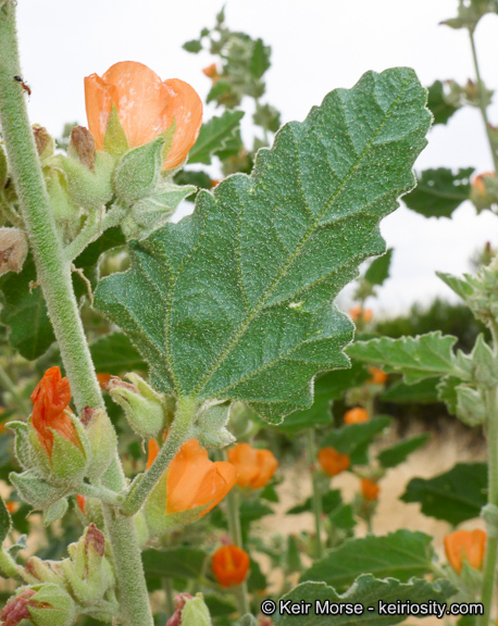 Imagem de <i>Sphaeralcea <i>emoryi</i></i> var. emoryi