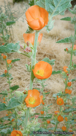 Image of <i>Sphaeralcea <i>emoryi</i></i> var. emoryi