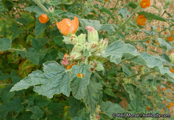 Image of <i>Sphaeralcea <i>emoryi</i></i> var. emoryi