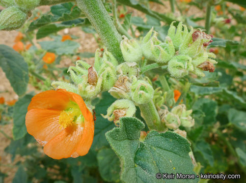 Image of <i>Sphaeralcea <i>emoryi</i></i> var. emoryi