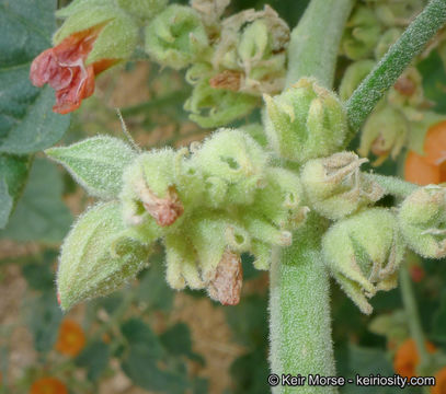 Image of <i>Sphaeralcea <i>emoryi</i></i> var. emoryi