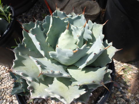 Image of Agave isthmensis A. García-Mend. & F. Palma