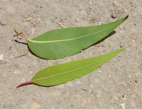 صورة Corymbia maculata (Hook.) K. D. Hill & L. A. S. Johnson