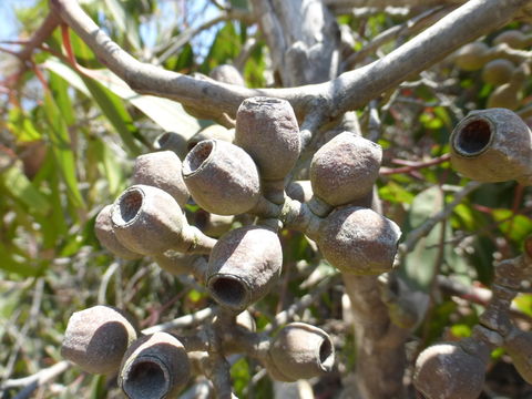 صورة Corymbia maculata (Hook.) K. D. Hill & L. A. S. Johnson