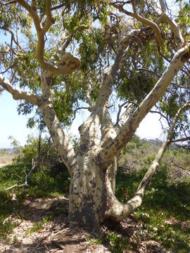 Image of spotted gum