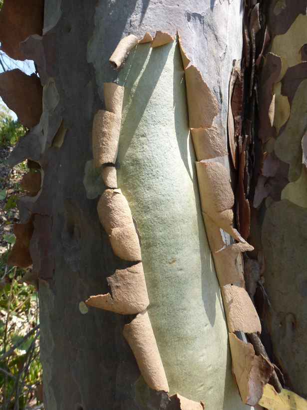 Image of spotted gum