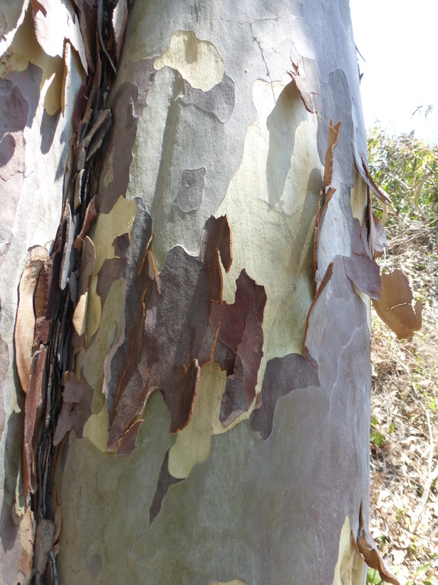 Image of spotted gum
