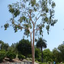 Image of <i>Eucalyptus citriodora</i>