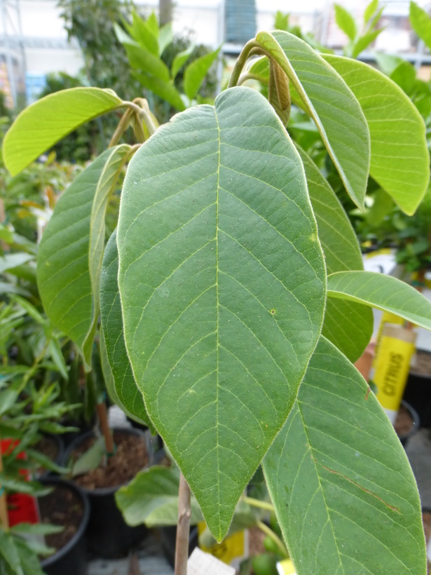 Image of cherimoya