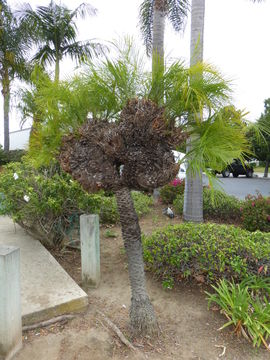 Image of pygmy date palm